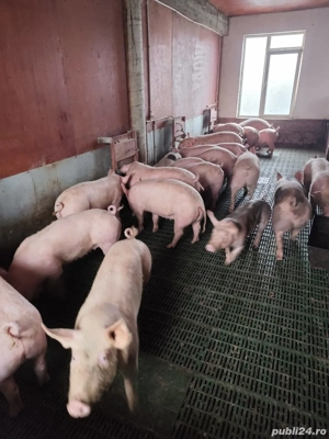 Porci Crăciun  - imagine 2