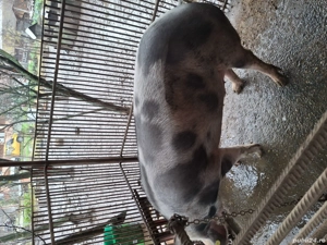 vand purcea   - imagine 4