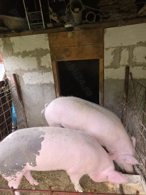 Porc de vanzare 