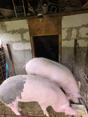 Porc de vanzare  - imagine 2