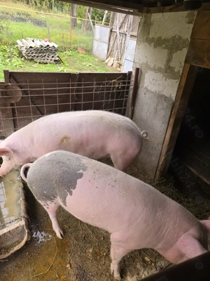 Porc de vanzare  - imagine 3