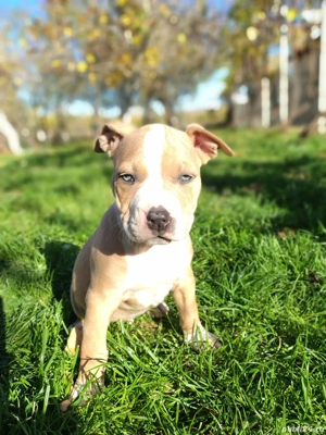 Stăpâni Responsabili Căutam căsuță nouă