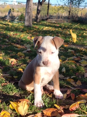 Stăpâni Responsabili Căutam căsuță nouă - imagine 5