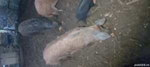 vand 3 scroafe magalița  - imagine 4