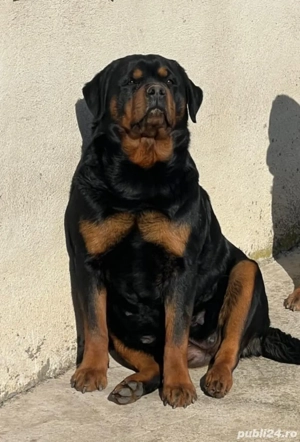 Pui Rottweiler cu Pedigree talie mare - imagine 5