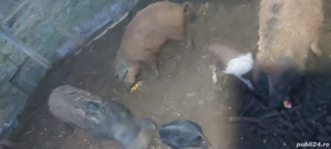 vand 3 scroafe magalița  - imagine 3