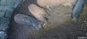 vand 3 scroafe magalița  - imagine 2