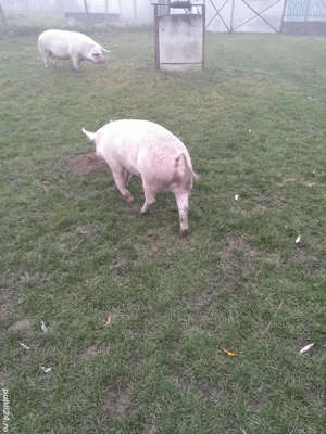 Vând porci crescuți BIO - imagine 2