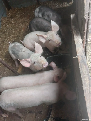 salut vand purcei de 3 luni intre 30 si 40 kilograme zimnicea teleorman relati la telefo   