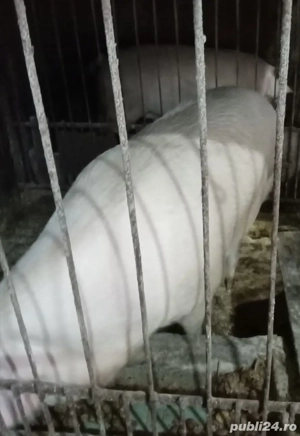 vand porci de sacrificat  - imagine 2
