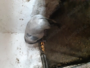 Vnd       scroaf  tinut  cu ceriale  10 lei kiogramul                                                - imagine 2