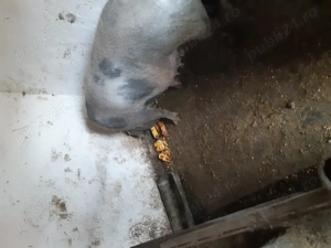 Vnd       scroaf  tinut  cu ceriale  10 lei kiogramul                                               