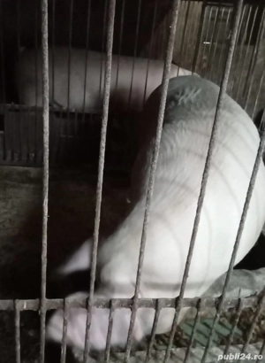 vand porci de sacrificat  - imagine 5