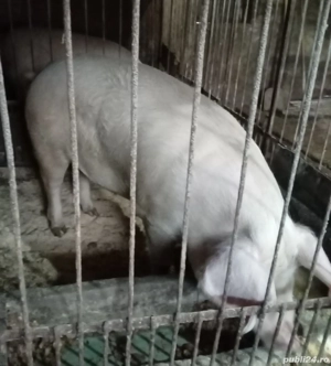 vand porci de sacrificat  - imagine 4