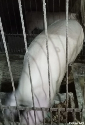 vand porci de sacrificat  - imagine 3