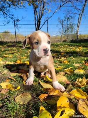 Stapani responsabili  - imagine 4