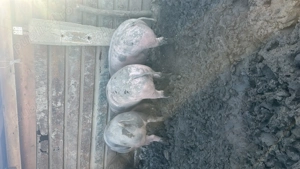 Vând porci crescuți de casa