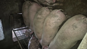 Vând porci 110-130 kg-Valea Chintaului - imagine 4