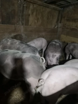 Porci de carne pentru sacrificat