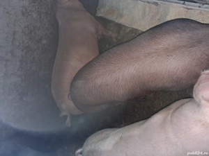 vând porci  - imagine 3