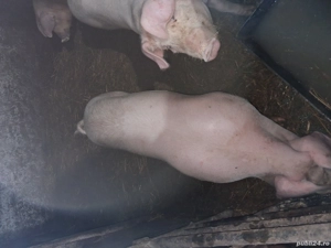 vând porci  - imagine 2