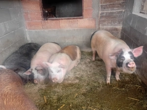 Vand Porc Gras pt sacrificat - imagine 2