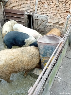 porci mangalita si bazna pentru Crăciun  - imagine 3