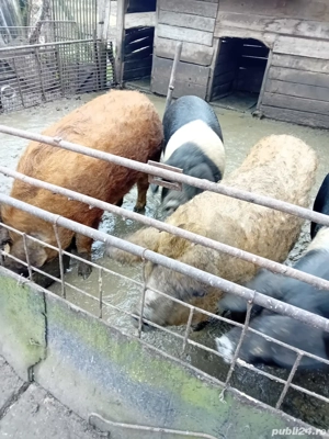 porci mangalita si bazna pentru Crăciun 