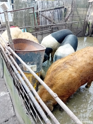 porci mangalita si bazna pentru Crăciun  - imagine 5