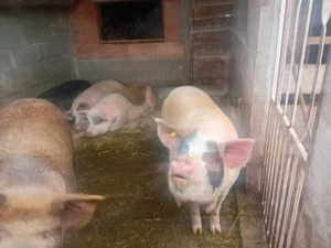 Vand Porc Gras pt sacrificat