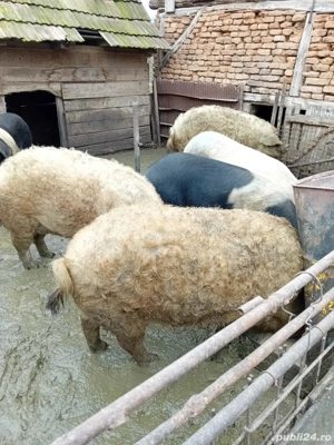 porci mangalita si bazna pentru Crăciun  - imagine 4