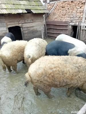 porci mangalita si bazna pentru Crăciun  - imagine 2