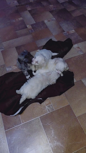 Vand catei mai multe detali la telefon