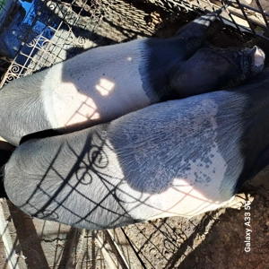 Vand porc bazna .... - imagine 4