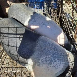 Vand porc bazna .... - imagine 3