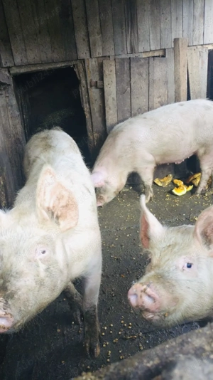 Vând porci mari!  Preț negociabil !  - imagine 2
