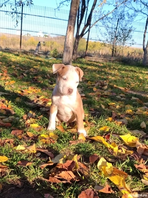 cautam stapani iubitori  - imagine 5