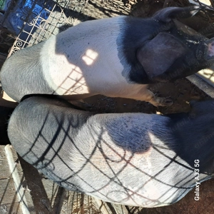 Vand porc bazna .... - imagine 2