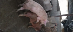 Vier de vanzare - imagine 3