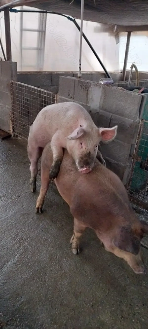 Vier de vanzare - imagine 4