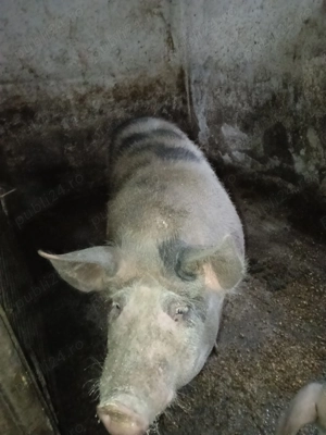 Vând porc pietrean 200-220 de kg  - imagine 2