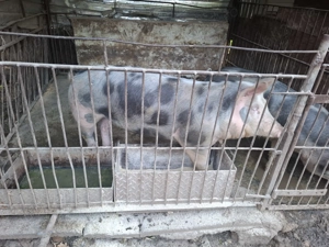 Porci de vanzare - imagine 4