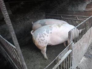 Porci de vanzare - imagine 3