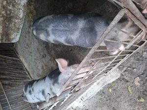 Porci de vanzare - imagine 2