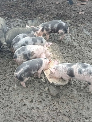 purcei petran metiși 