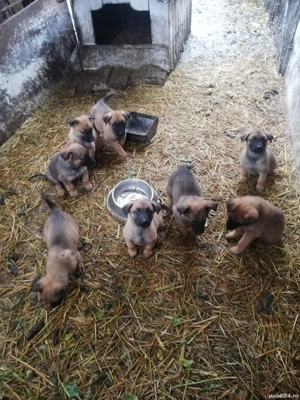 Vând căței belgieni 6 săptămâni 