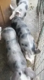 Porci pietran de vanzare 