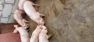 De vanzare - imagine 3