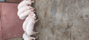 De vanzare - imagine 4