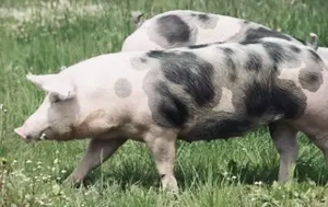 Porci pietran de vanzare  - imagine 2